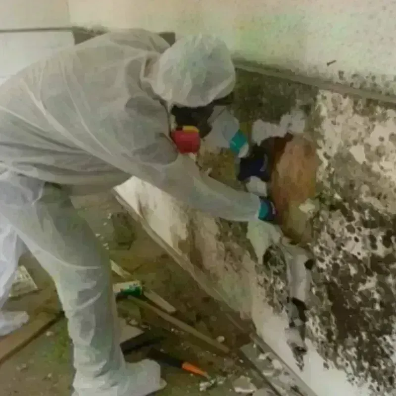 Mold Remediation and Removal in Ashley, ND